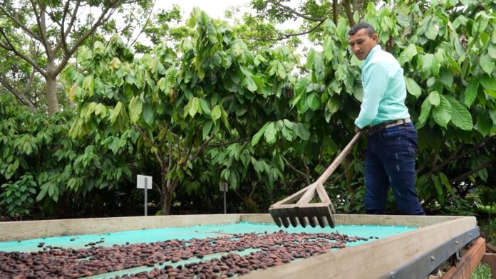 SENA Arauca seleccionada en la convocatoria “Cacao para la Paz” del Fondo de Innovación 100k