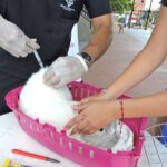 Secretaría de salud realizará jornadas de vacunación para caninos y felinos del departamento 