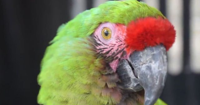 Siete ejemplares de fauna silvestre fueron incautados, entre ellos un ave procedente de Brasil