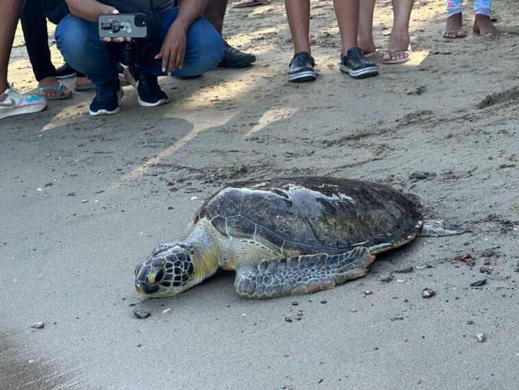 Tortuga verde virus Fibropapiloma fue sanada por investigadores y regresada al mar