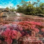 Turistas afectan colorida planta acuática de Caño Cristales