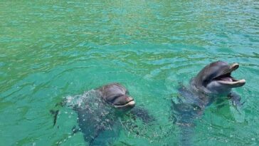 Turistas disfrutan la mágica presencia de delfines en las playas de Santa Marta