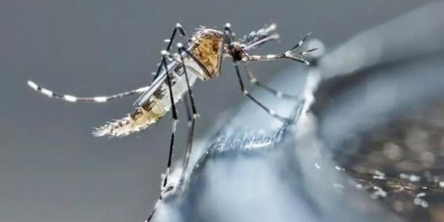 Aedes Aegypti, mosquito transmisor del dengue