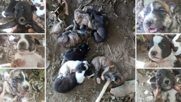 ¡Infierno en Santa Marta! Perros callejeros que viven en el Liceo Celedón fueron envenenados