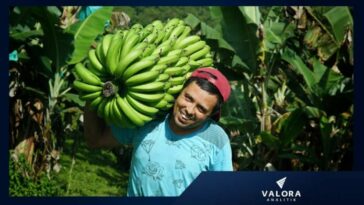 Agricultor fincas Valle del Cauca. Imagen: Cortesía Valle Agro