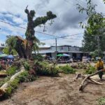Abuso ambiental: se taló uno de los árboles más antiguos de Inírida