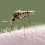 Alerta por surgimiento de mosquito transmisor de malaria en Armenia