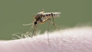 Alerta por surgimiento de mosquito transmisor de malaria en Armenia