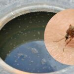 Aumentan los casos de dengue en Armenia: más de 90 a la fecha