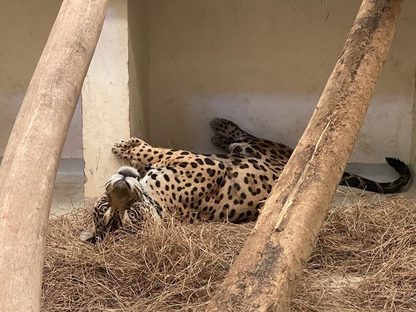 Bioparque Ukumarí recibe a cinco especies rescatadas por Corponor para brindarles una segunda oportunidad