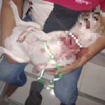 Capturan a mujer en Teruel por asesinato de un perro