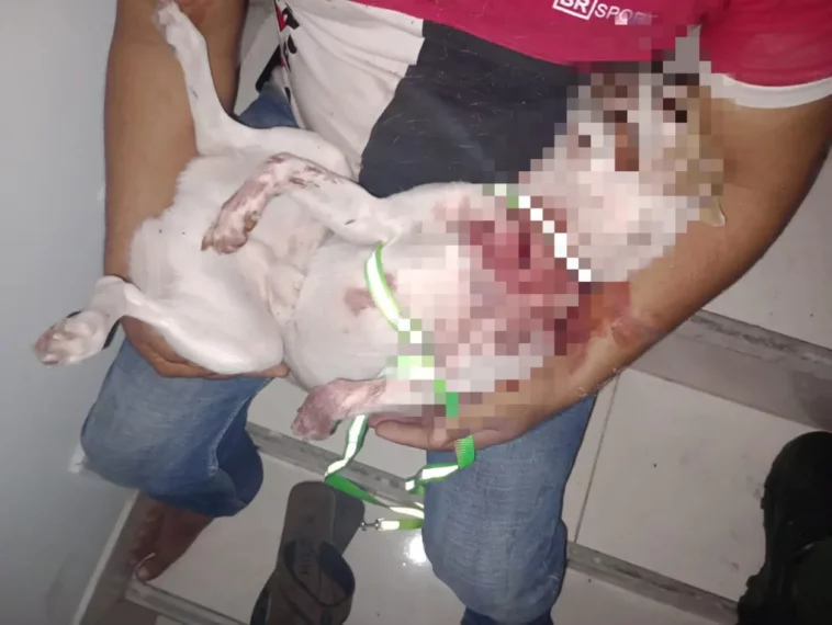 Capturan a mujer en Teruel por asesinato de un perro