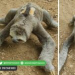 Comunidad manglera de San Bernardo del Viento puso a salvo a oso perezoso