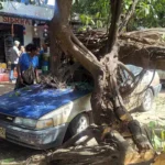 Conductor se salvó de  morir aplastado por un árbol
