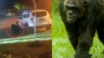 Dolor en Pereira: tuvieron que sacrificar a dos chimpancés que se escaparon de Ukumarí