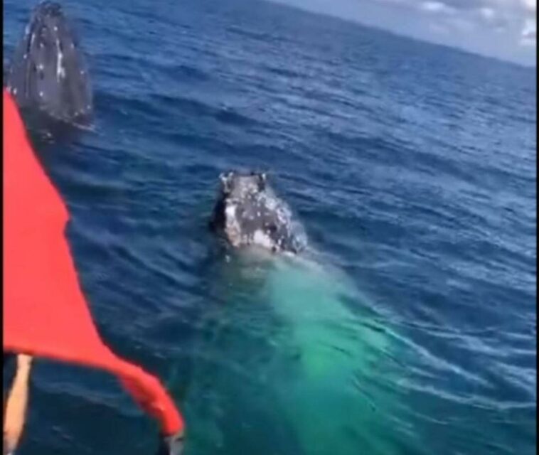 Dos ballenas gigantescas, a menos de 50 metros de un turista en Tumaco