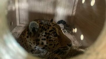 Dos jaguares nuevos miembros de la gran familia del Bioparque Ukumarí