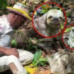 Dramático y ‘aliviador’ rescate de un oso perezoso, «su cabeza había quedado apretada entre árboles»  en Tumaco