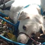 Rescataron-perro-que-fue-lanzado-al-río-Medellín