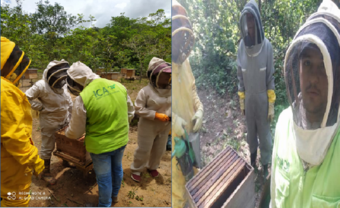 El ICA orientó a productores de Arauca sobre la protección a polinizadores