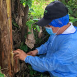 El ICA realiza acciones de vigilancia en cultivos de plátano y banano en Arauca