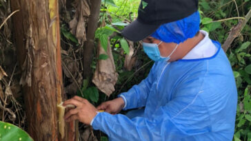 El ICA realiza acciones de vigilancia en cultivos de plátano y banano en Arauca