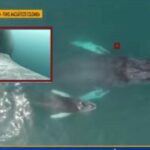 El Pacífico colombiano si es una 'sala cuna' de ballenas: se vio un ballenato amamantando