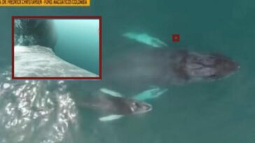 El Pacífico colombiano si es una 'sala cuna' de ballenas: se vio un ballenato amamantando