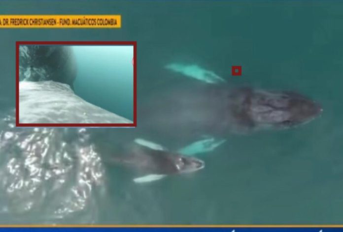 El Pacífico colombiano si es una 'sala cuna' de ballenas: se vio un ballenato amamantando