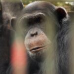 El momento de la muerte de Pancho, uno de los 2 chimpancés que se fugaron de bioparque