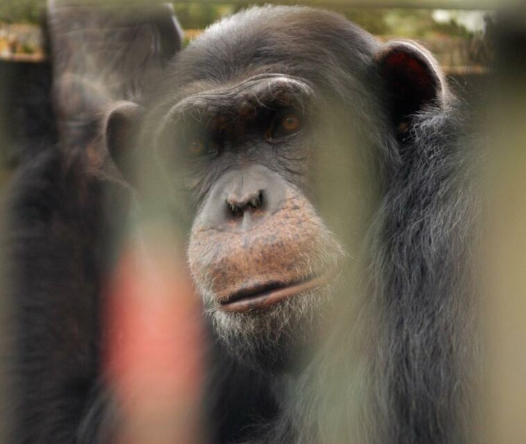 El momento de la muerte de Pancho, uno de los 2 chimpancés que se fugaron de bioparque