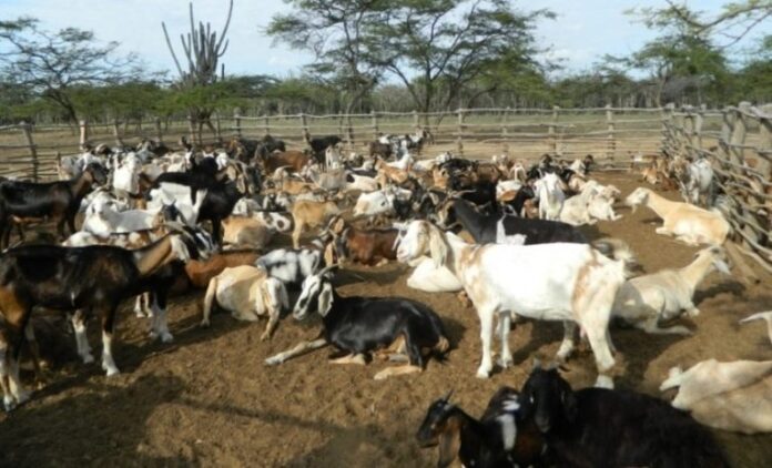 La cría de ovejos y chivos es la mayor actividad que utilizan los wayuu.