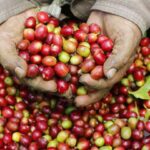 Importación de café a Colombia disminuyó 30% en junio