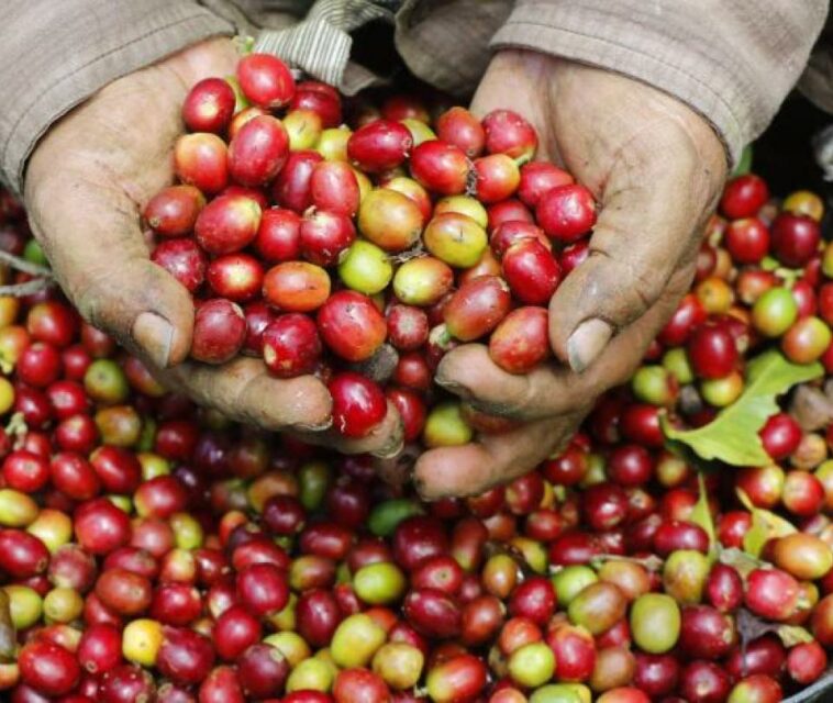 Importación de café a Colombia disminuyó 30% en junio