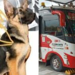 Investigan extraña muerte de un perro que viajó en la bodega de un bus en Antioquia