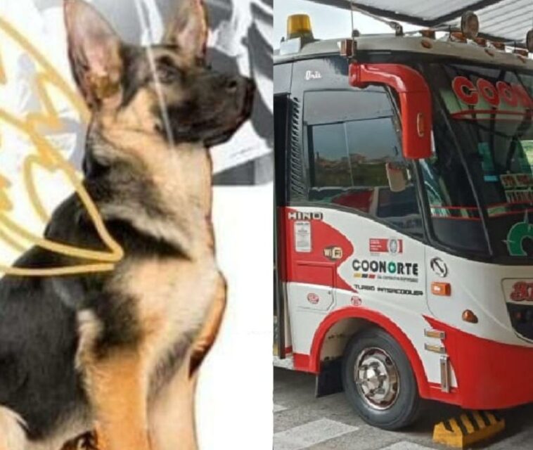 Investigan extraña muerte de un perro que viajó en la bodega de un bus en Antioquia