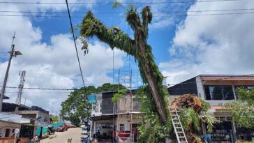 La Alcaldía derribó un samán de varías décadas en el centro de Inírida. La medida generó un debate ambiental