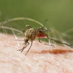 Llamado a consultar de manera oportuna y evitar el aumento de casos de malaria