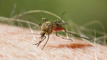 Llamado a consultar de manera oportuna y evitar el aumento de casos de malaria
