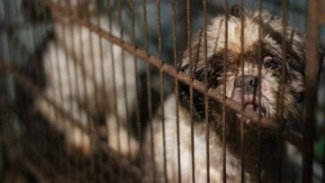Lucha contra el maltrato animal en Colombia: Cierre y sanción millonaria en Funza