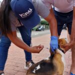 Más de 19 mil caninos y felinos han sido vacunados contra la rabia durante 2023 en Yopal