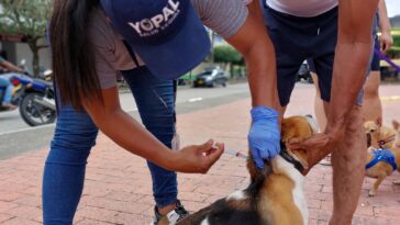 Más de 19 mil caninos y felinos han sido vacunados contra la rabia durante 2023 en Yopal