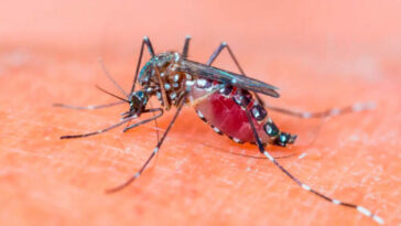 Montería en alerta por dengue: son 690 casos diagnosticados