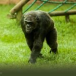 Procuraduría pide claridad sobre muerte de chimpancés en Pereira