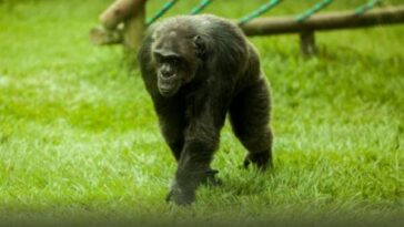 Procuraduría pide claridad sobre muerte de chimpancés en Pereira