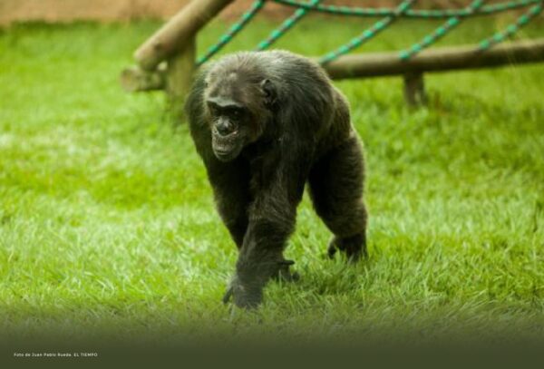 Procuraduría pide claridad sobre muerte de chimpancés en Pereira