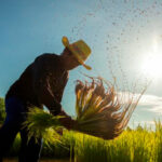 Reglamentan incentivo para excedentes de cosecha de arroz