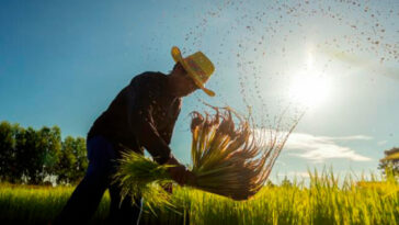 Reglamentan incentivo para excedentes de cosecha de arroz