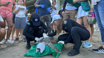 Sanan y liberan a tortuga que fue rescatada enferma  en Magdalena