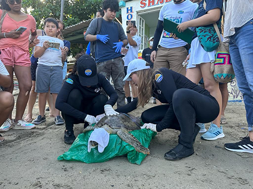 Sanan y liberan a tortuga que fue rescatada enferma  en Magdalena
